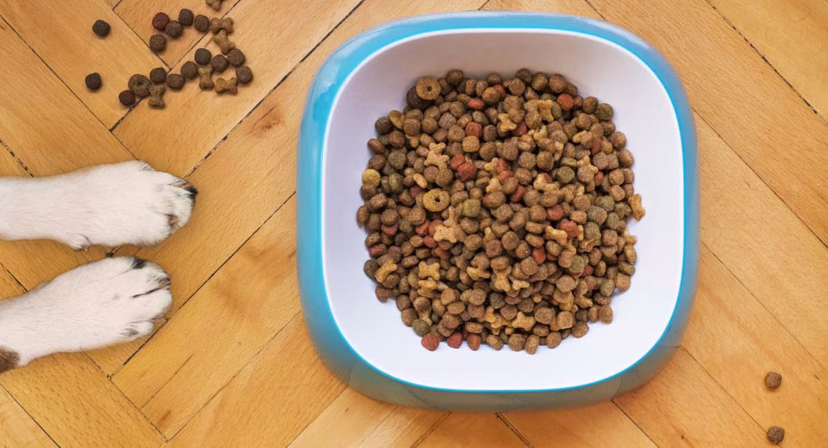 Alimentation bio pour chiens : les tendances qui dominent en 2026