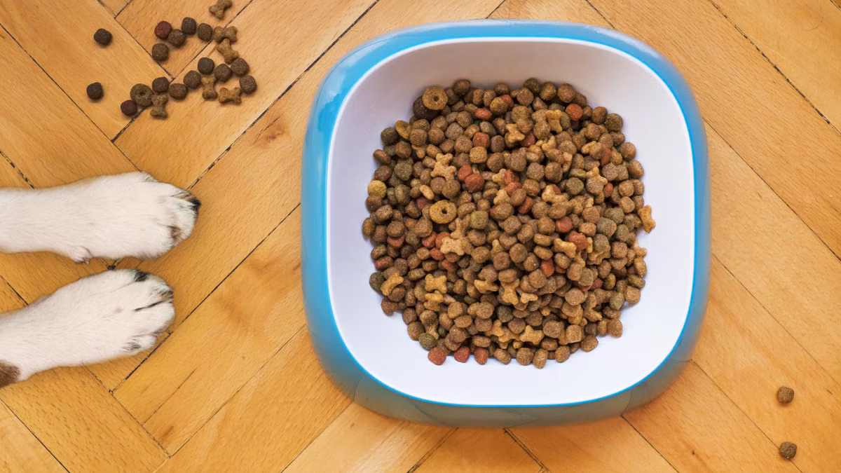 Alimentation bio pour chiens : les tendances qui dominent en 2026