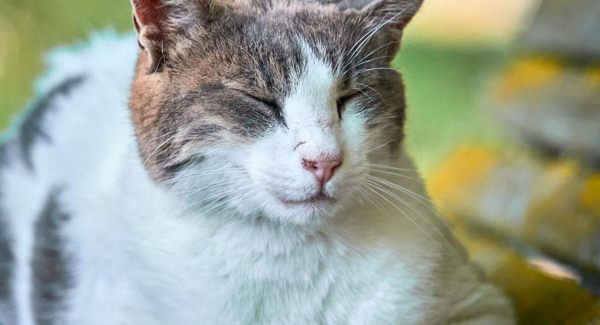 Animaux de compagnie et santé mentale : la révolution bien-être 2026
