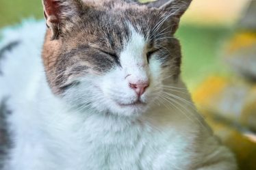 Animaux de compagnie et santé mentale : la révolution bien-être 2026