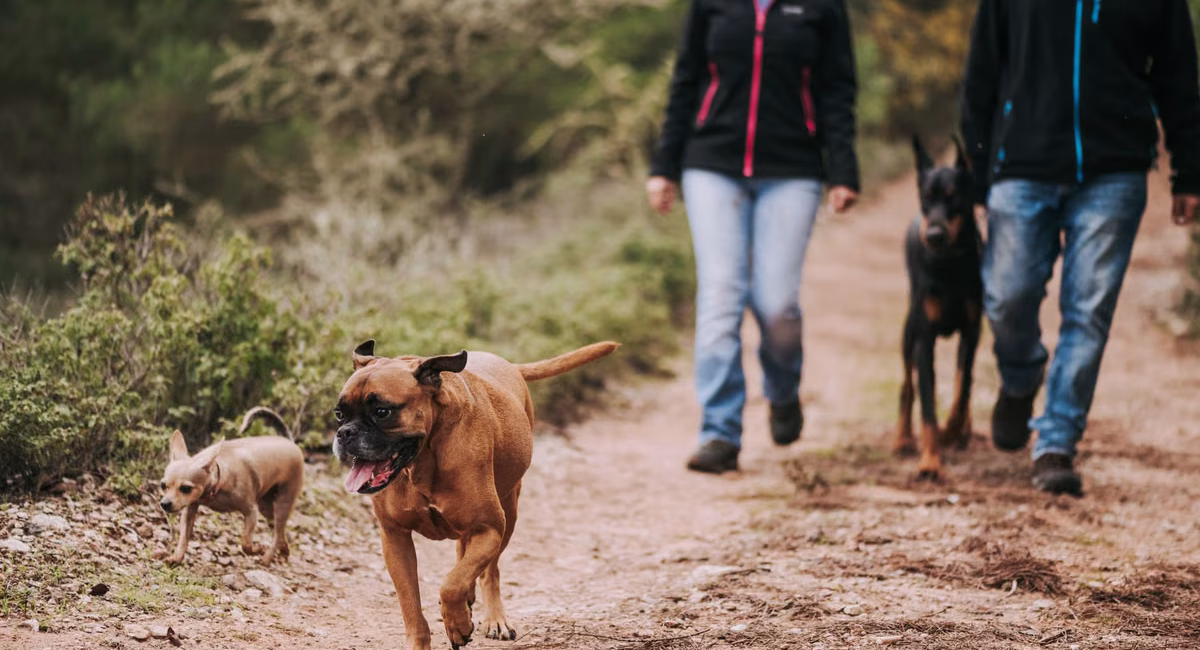 Intégrer le bien-être animal dans votre routine quotidienne