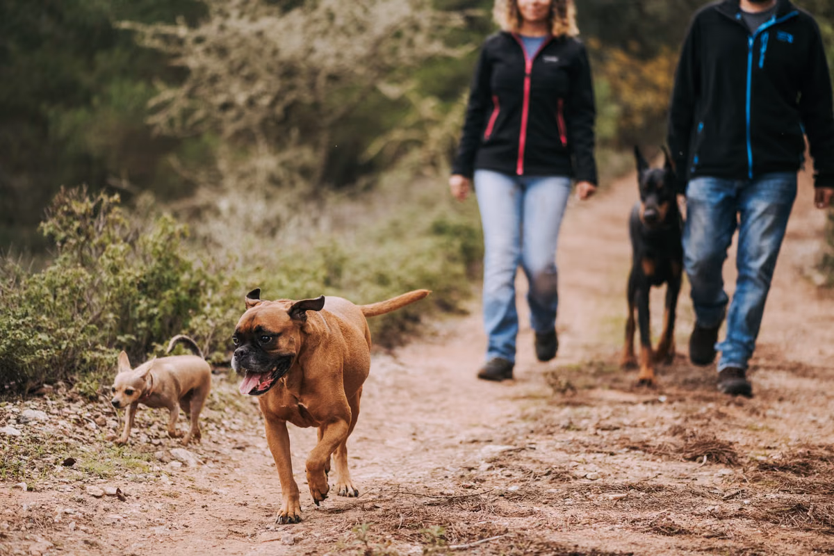 Intégrer le bien-être animal dans votre routine quotidienne