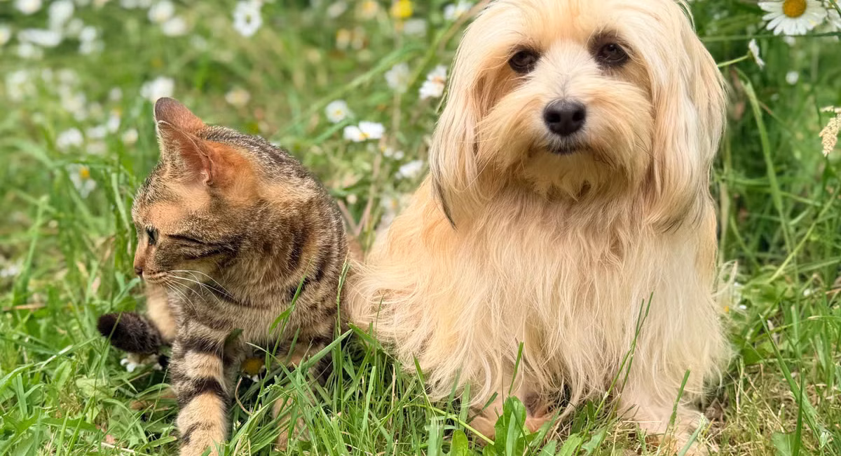 Soins naturels pour animaux 2026 : les vraies tendances