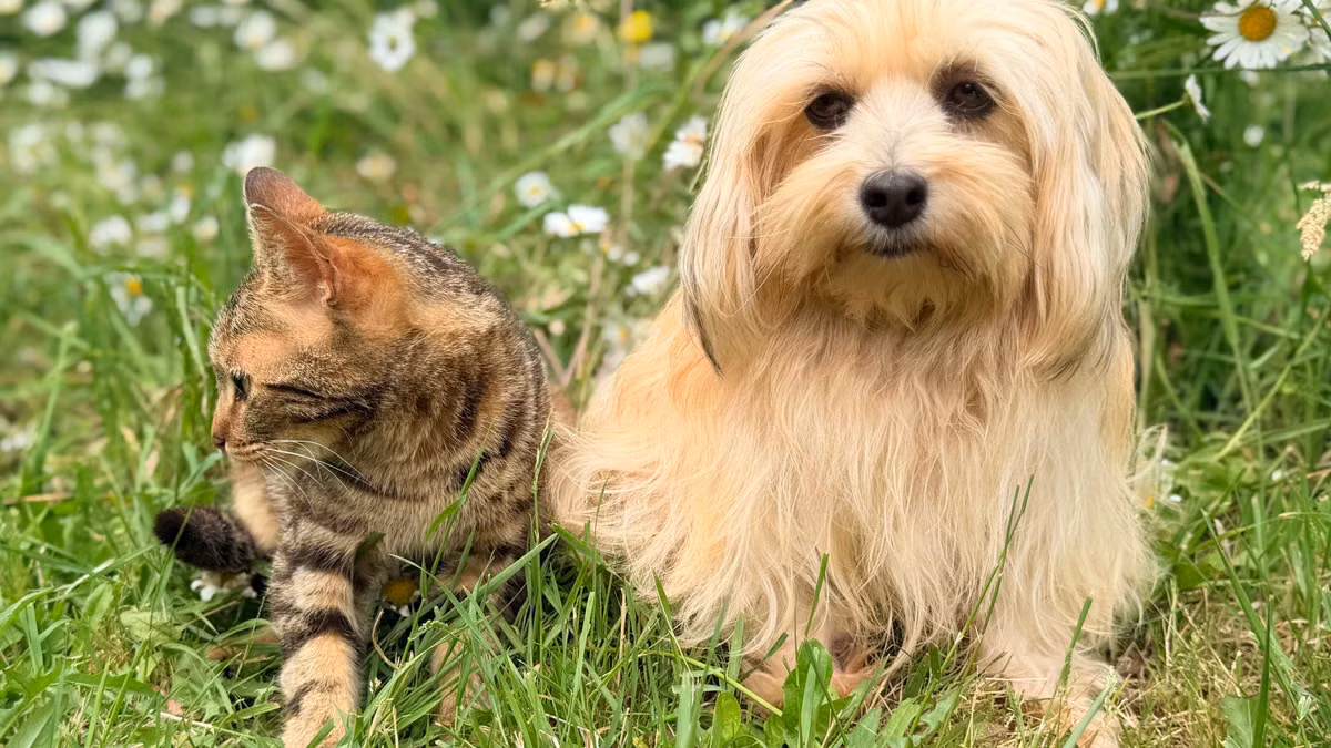 Soins naturels pour animaux 2026 : les vraies tendances