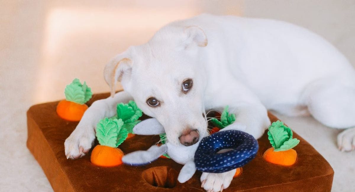 Choisir le bon jouet interactif pour chien en 2026