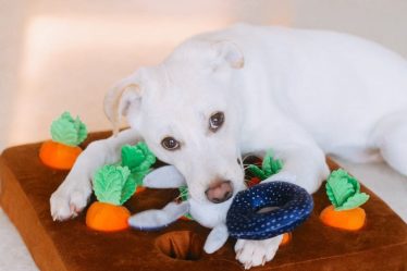 Choisir le bon jouet interactif pour chien en 2026