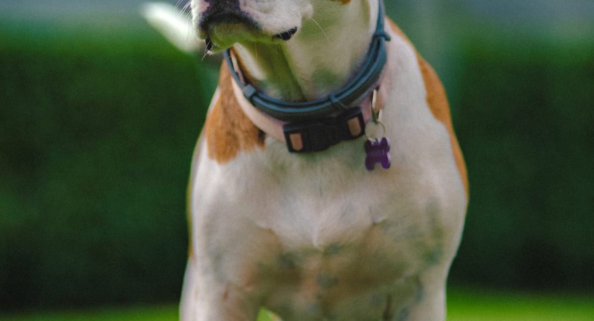 Choisir un complément alimentaire naturel pour chien en 2026