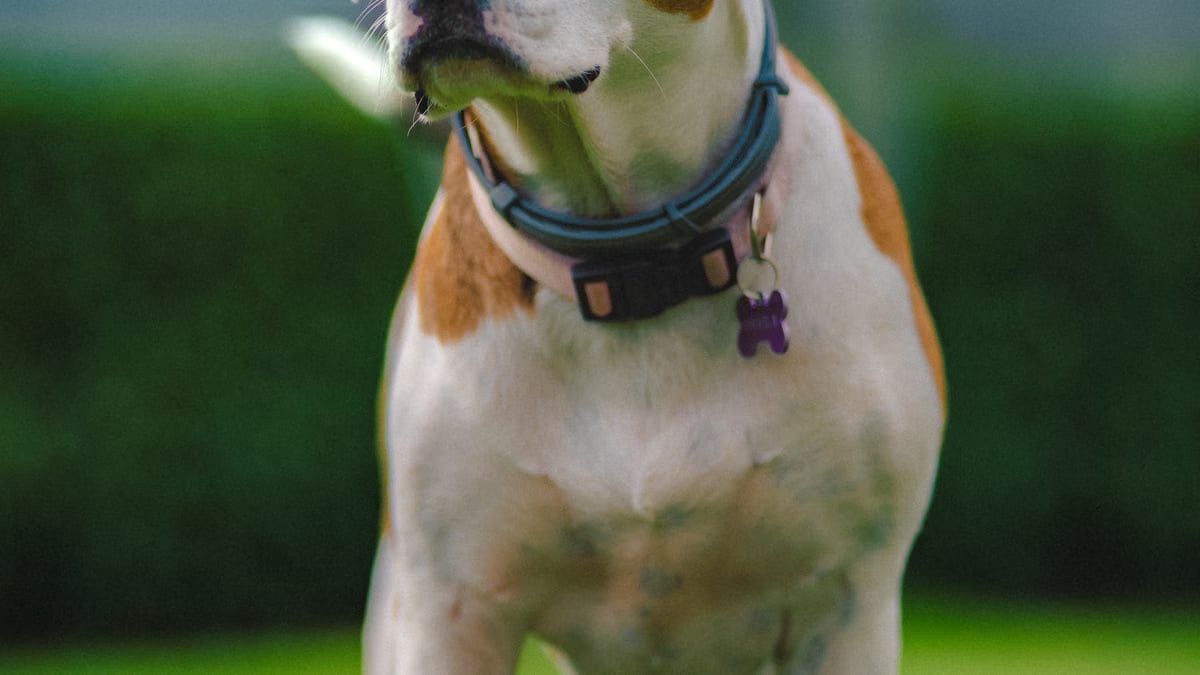 Choisir un complément alimentaire naturel pour chien en 2026