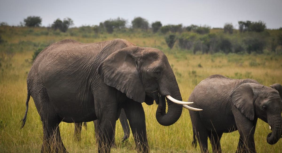 Destinations écoresponsables pour amoureux des animaux 2026