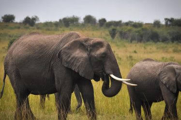 Destinations écoresponsables pour amoureux des animaux 2026