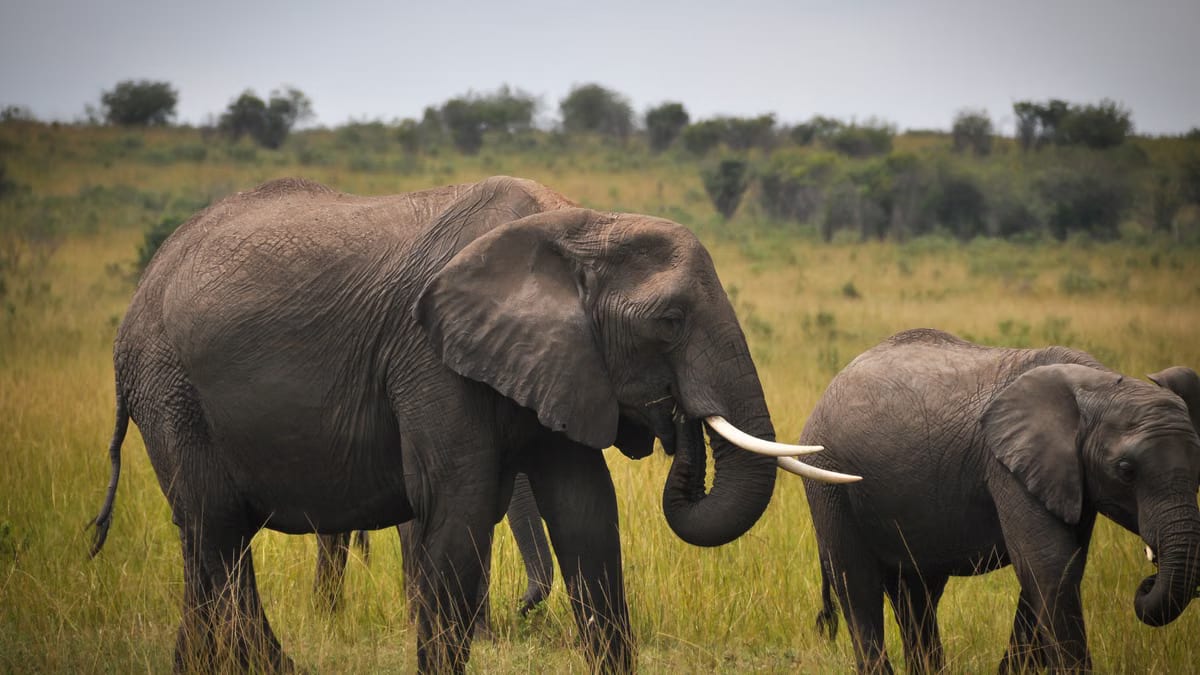 Destinations écoresponsables pour amoureux des animaux 2026