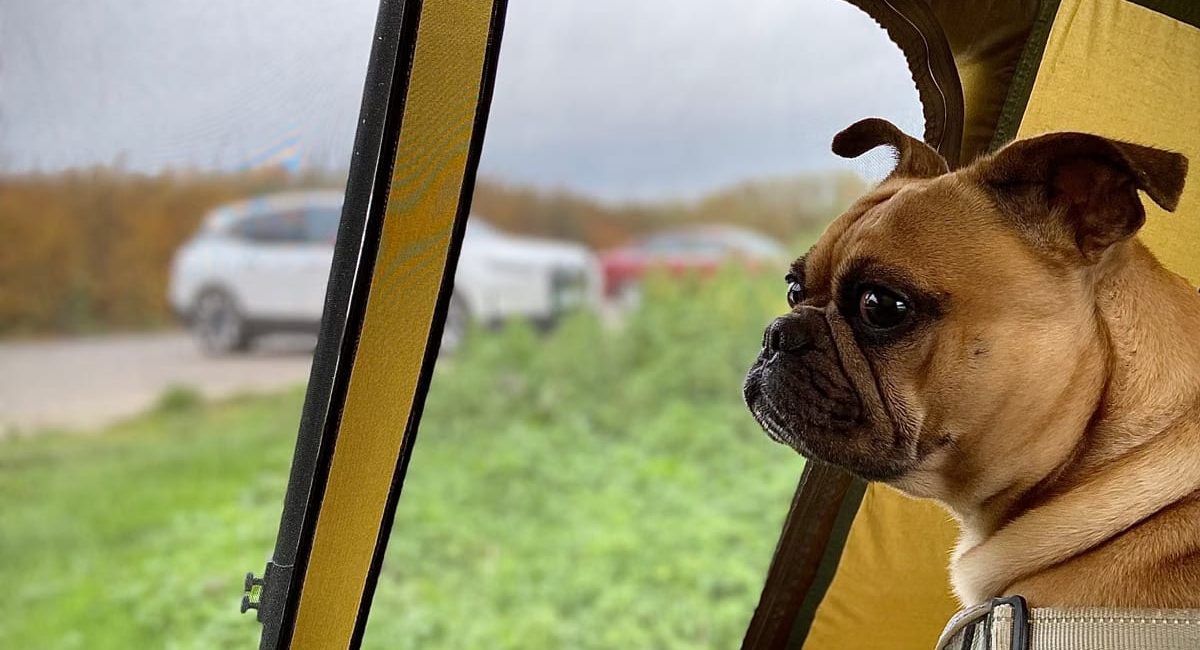 Voyager avec son chien : les meilleures astuces road trip