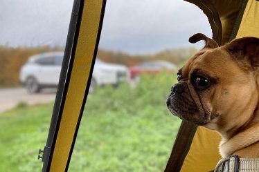 Voyager avec son chien : les meilleures astuces road trip