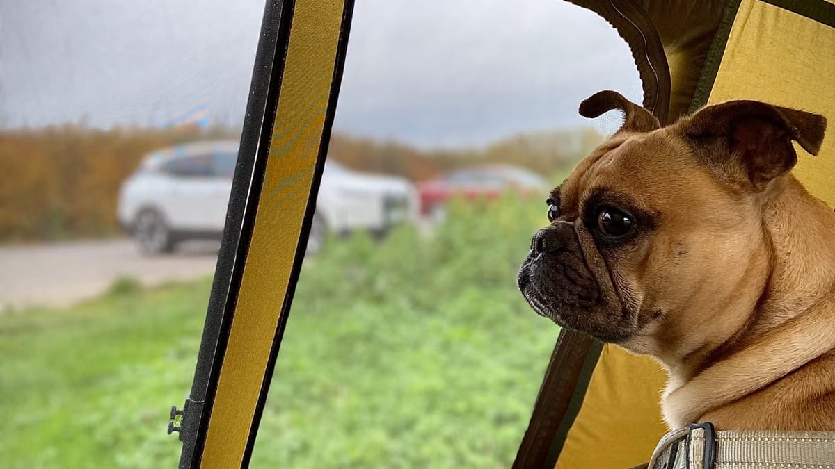 Voyager avec son chien : les meilleures astuces road trip